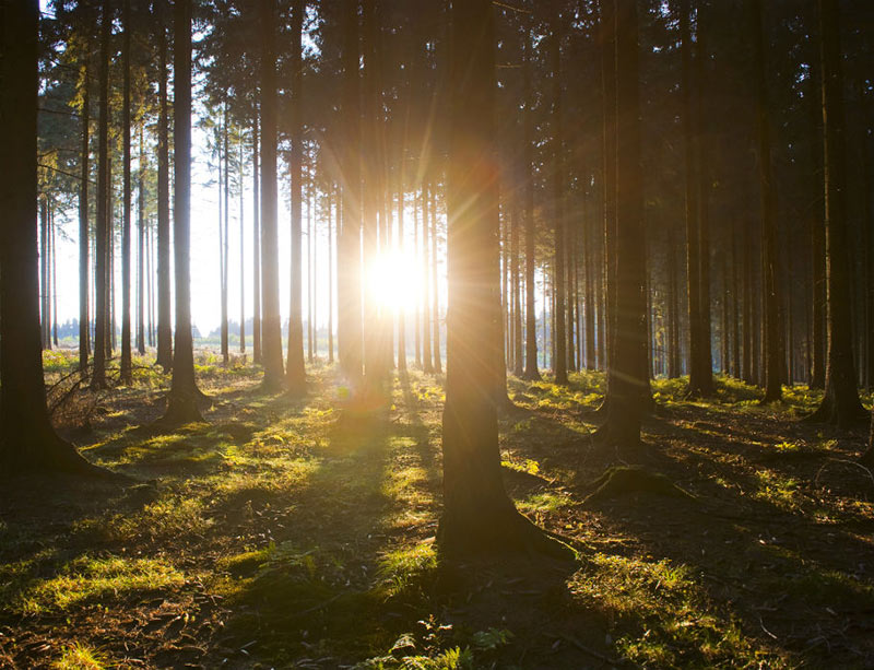 Wanderweg Sauerland Waldroute, Foto: Sauerland Tourismus e.V., Oliver Franke